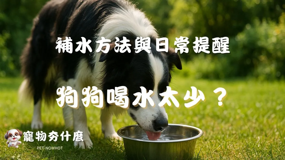 狗狗喝水太少怎麼辦？