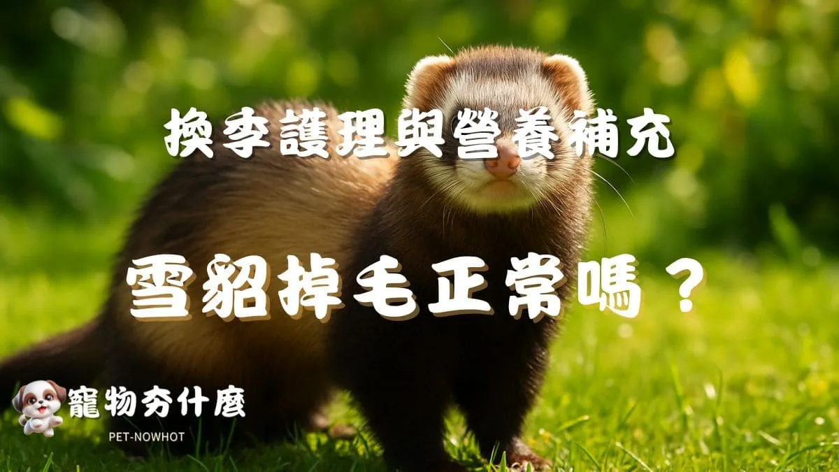 雪貂掉毛正常嗎？