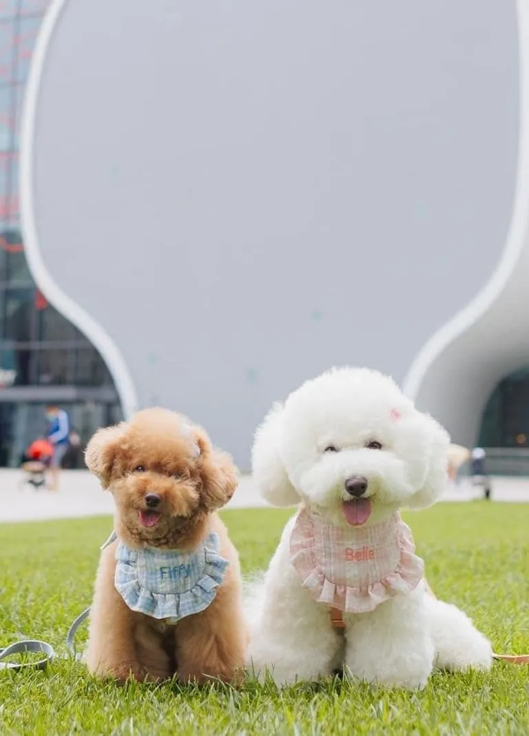 桃園暴走兄妹檔 小飛哥 小熊妹