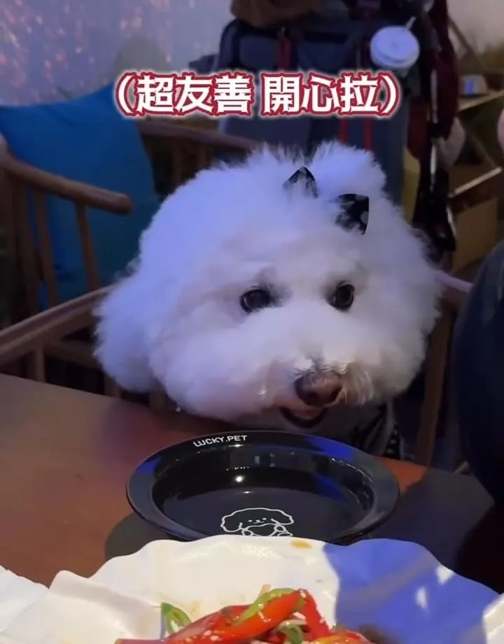 螢火部落放感情大巨蛋店