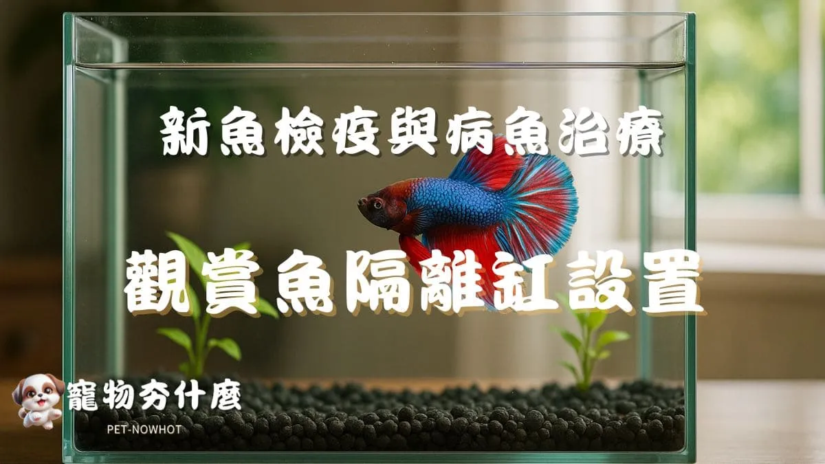 觀賞魚隔離缸設置教學