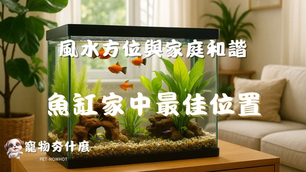 魚缸在家中最佳位置推薦