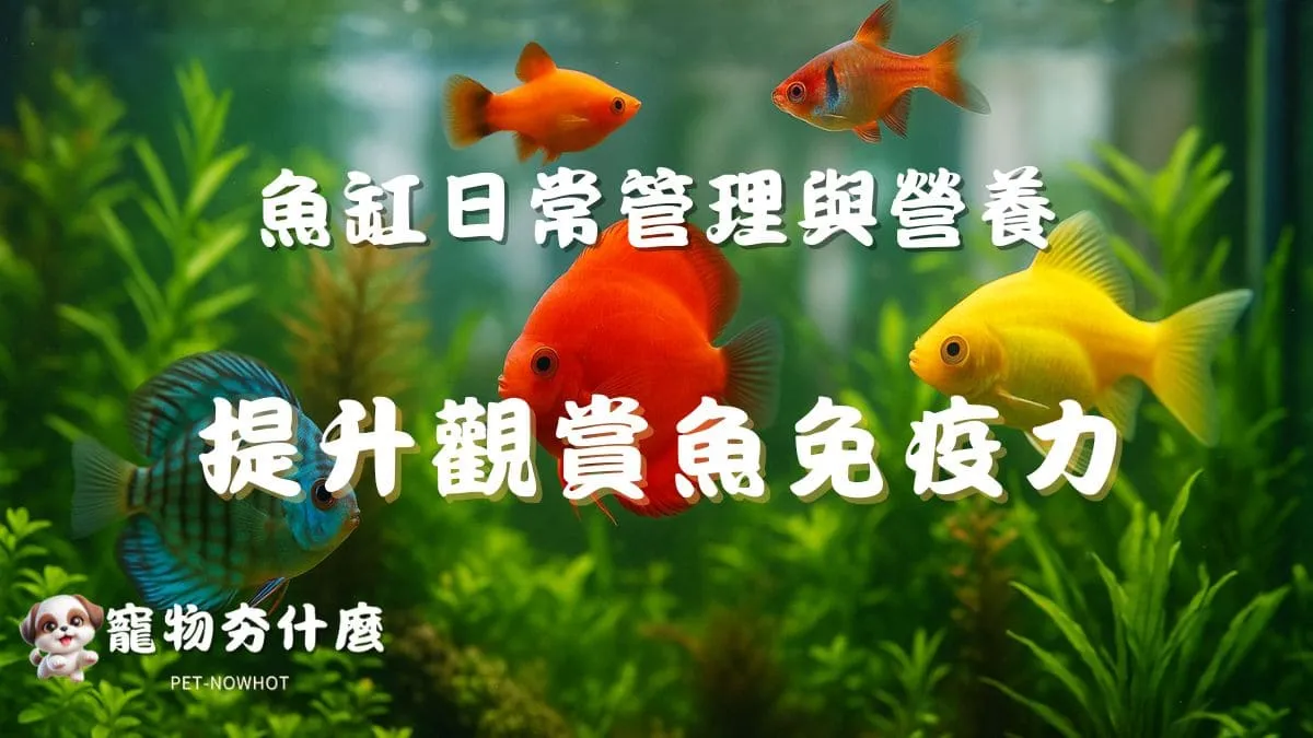 提升觀賞魚免疫力
