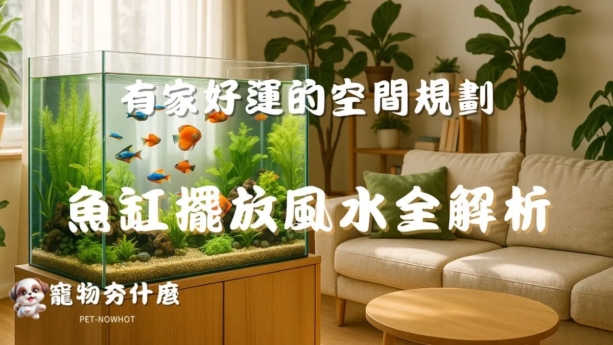 魚缸擺放風水全解析