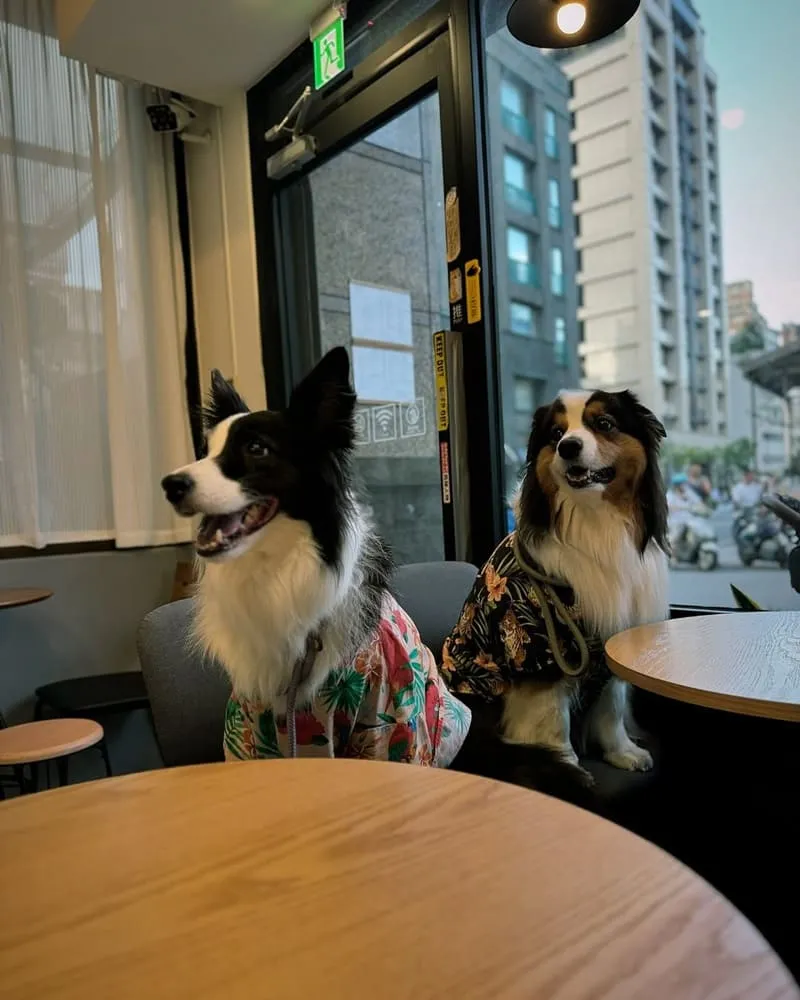 Foliage cafe寵物友善咖啡館