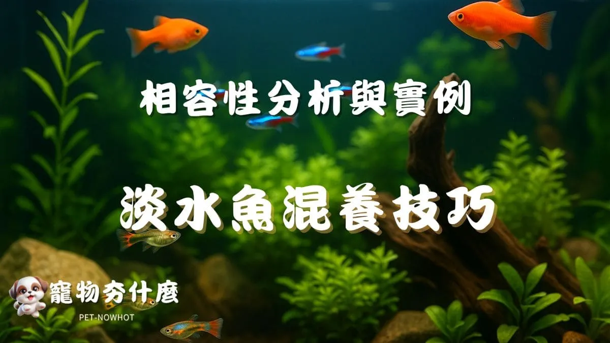 淡水魚混養技巧
