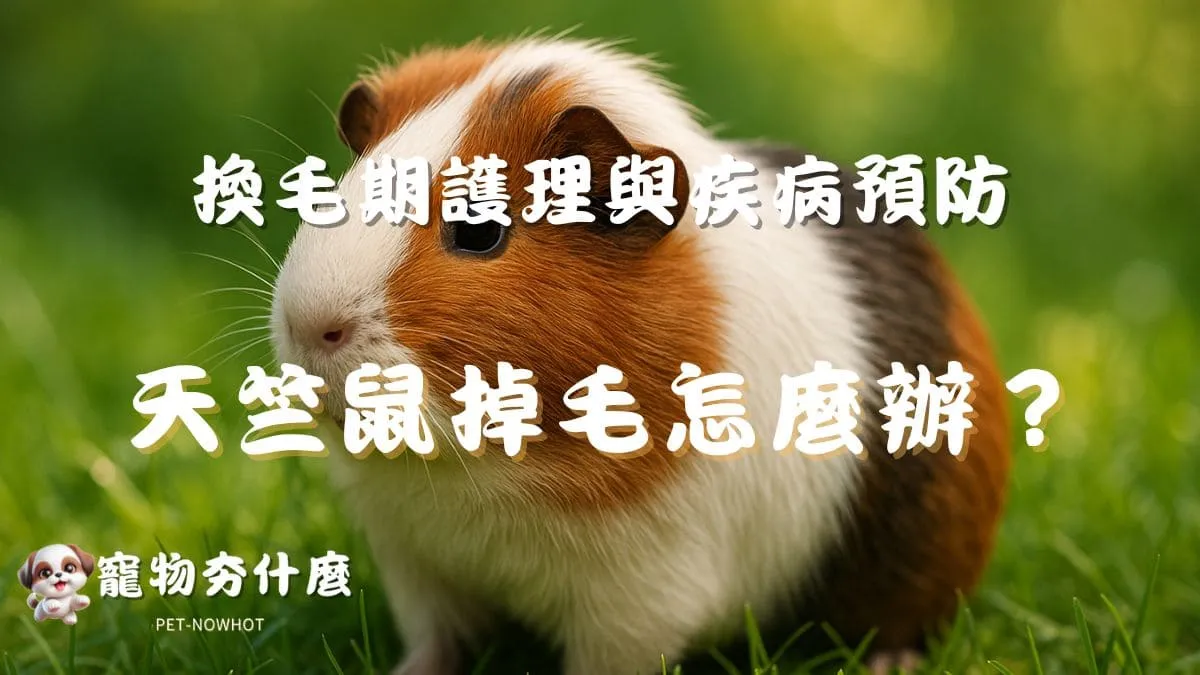 天竺鼠掉毛怎麼辦？