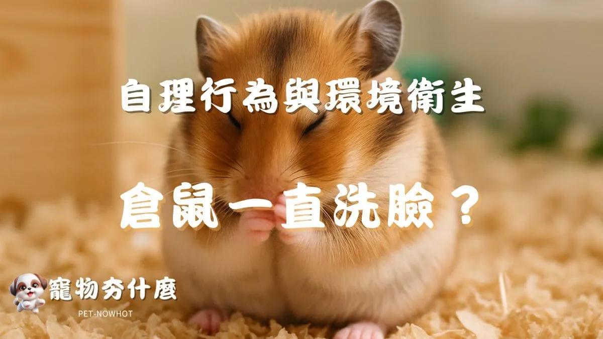 倉鼠一直洗臉？
