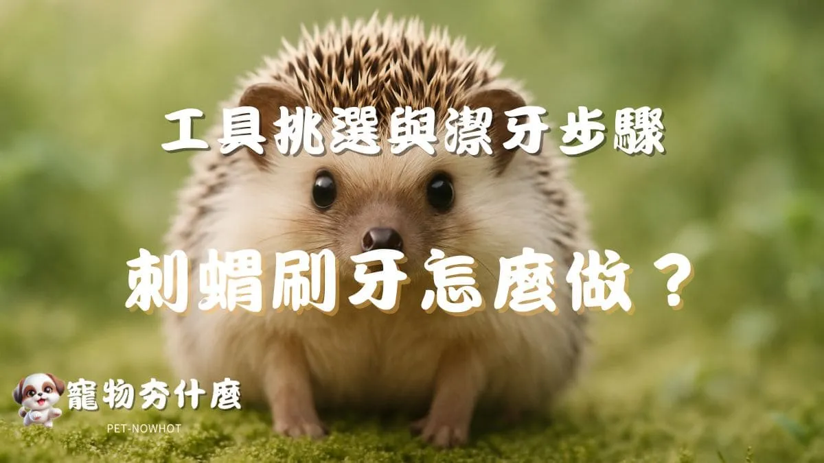 刺蝟刷牙怎麼做？