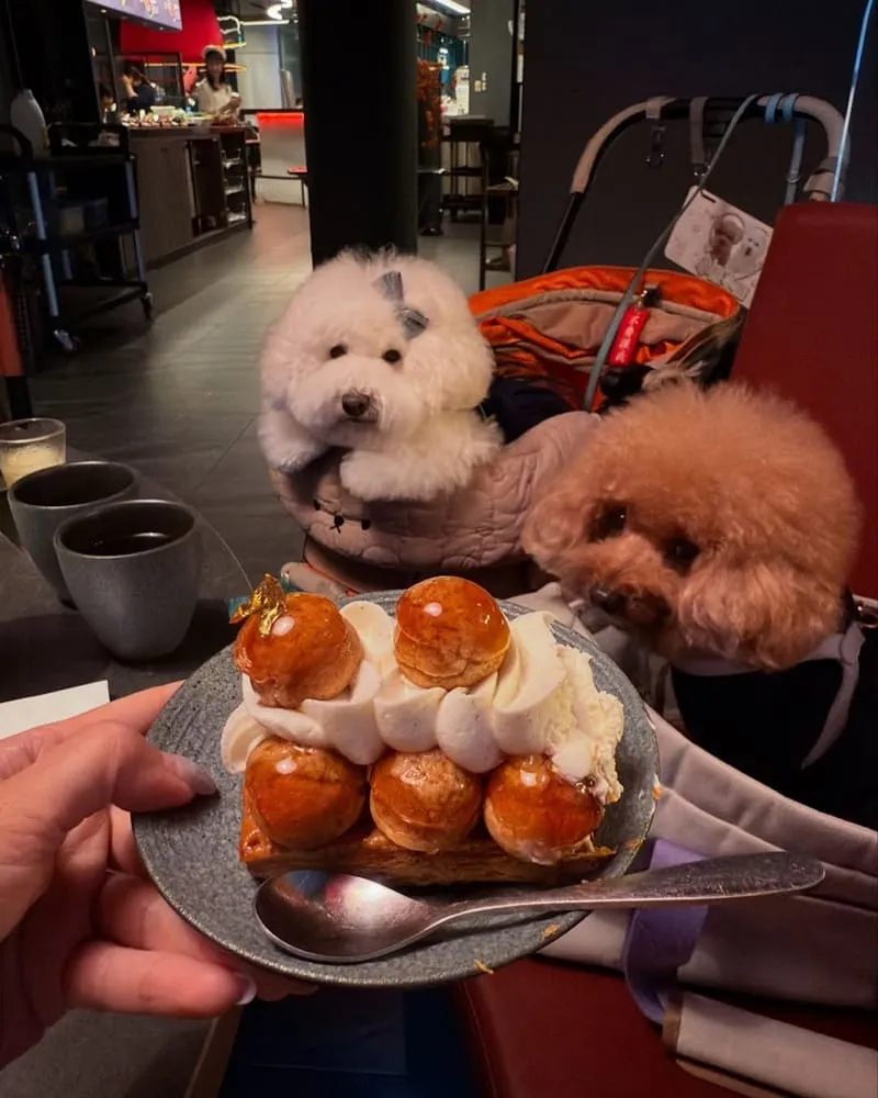 湊湊火鍋大巨蛋店
