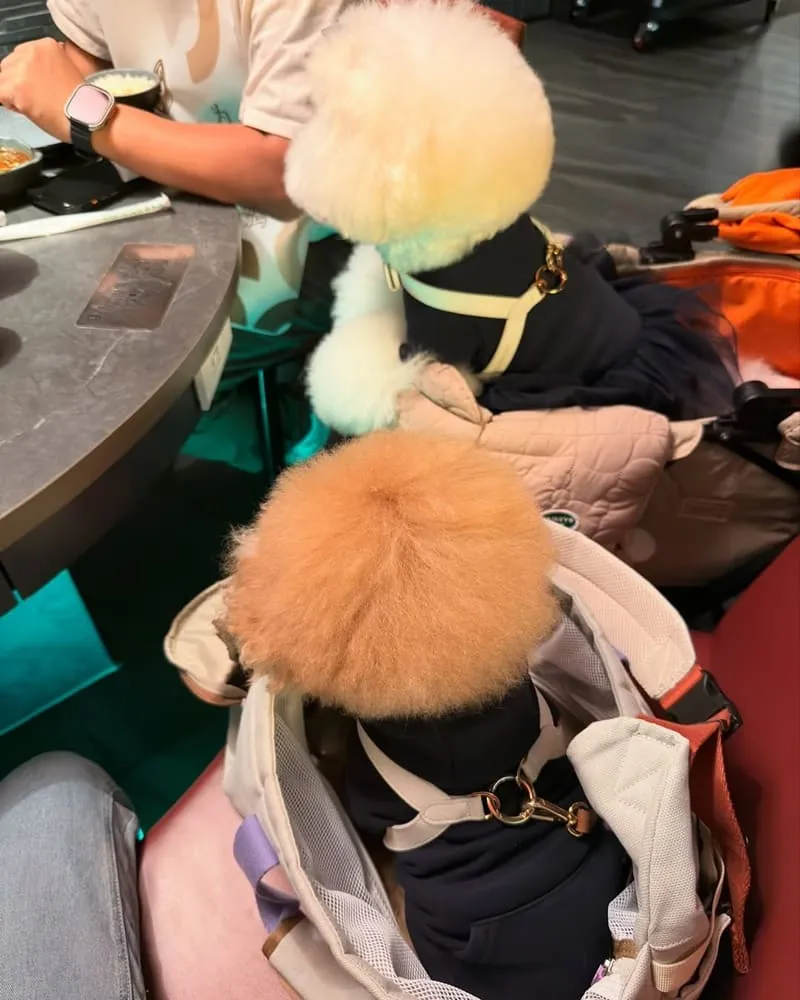 湊湊火鍋大巨蛋店