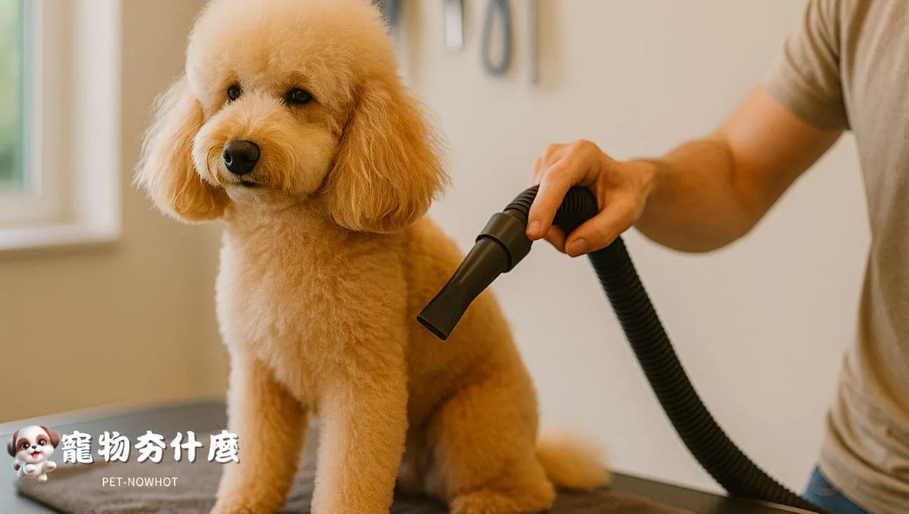 貴賓犬吹乾毛髮場景
