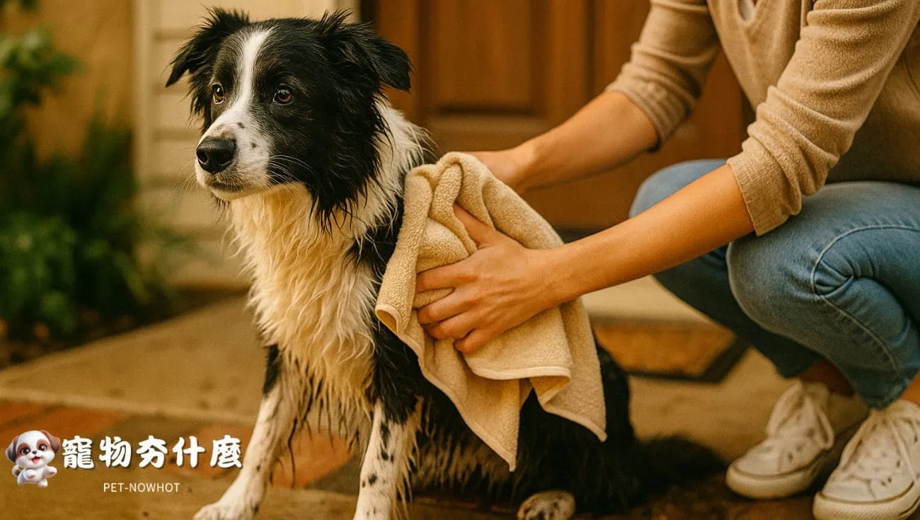 邊境牧羊犬雨後清潔