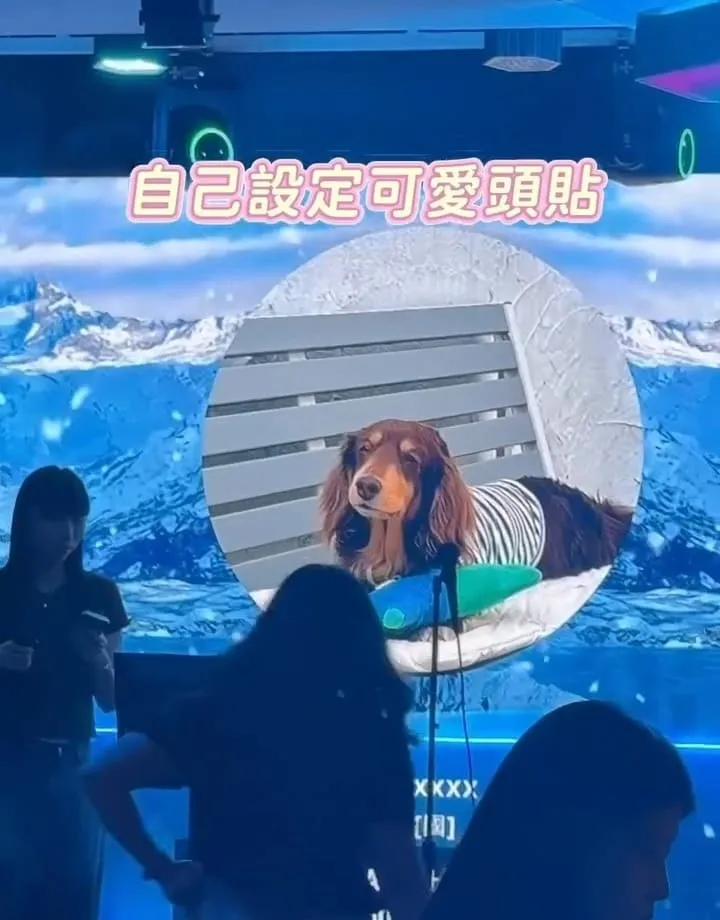 KARA KARA那夜桃園|藝文特區最嗨寵物友善歡唱餐酒館! 3 KARA KARA那夜桃園