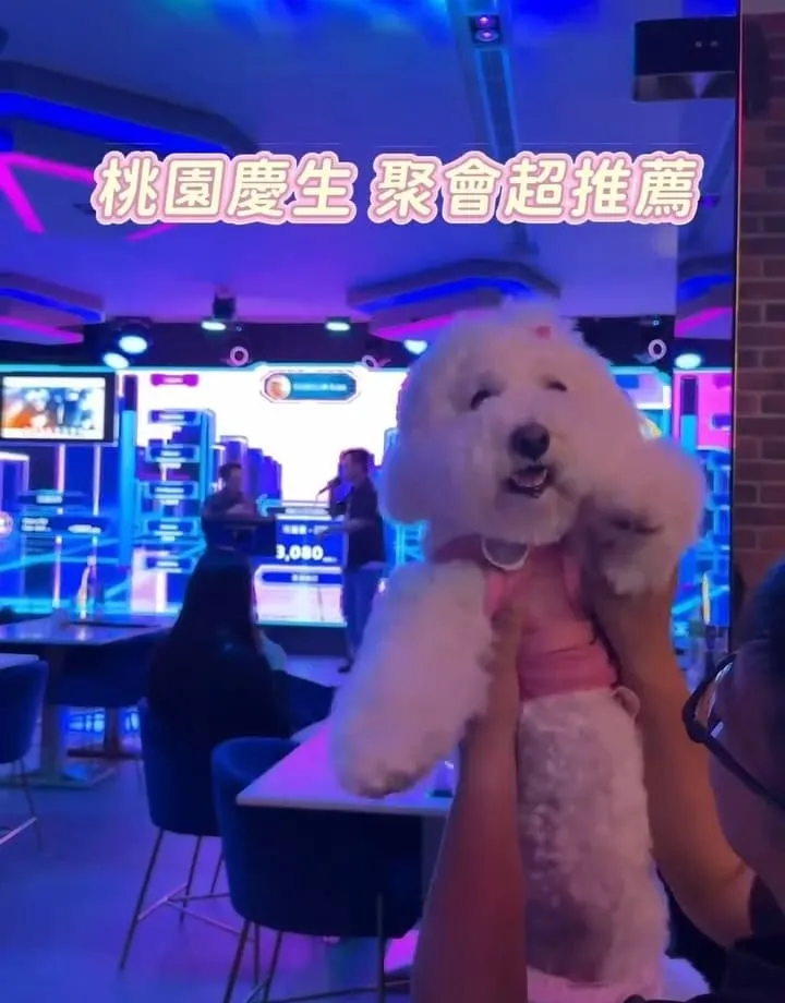 KARA KARA那夜桃園|藝文特區最嗨寵物友善歡唱餐酒館! 4 KARA KARA那夜桃園