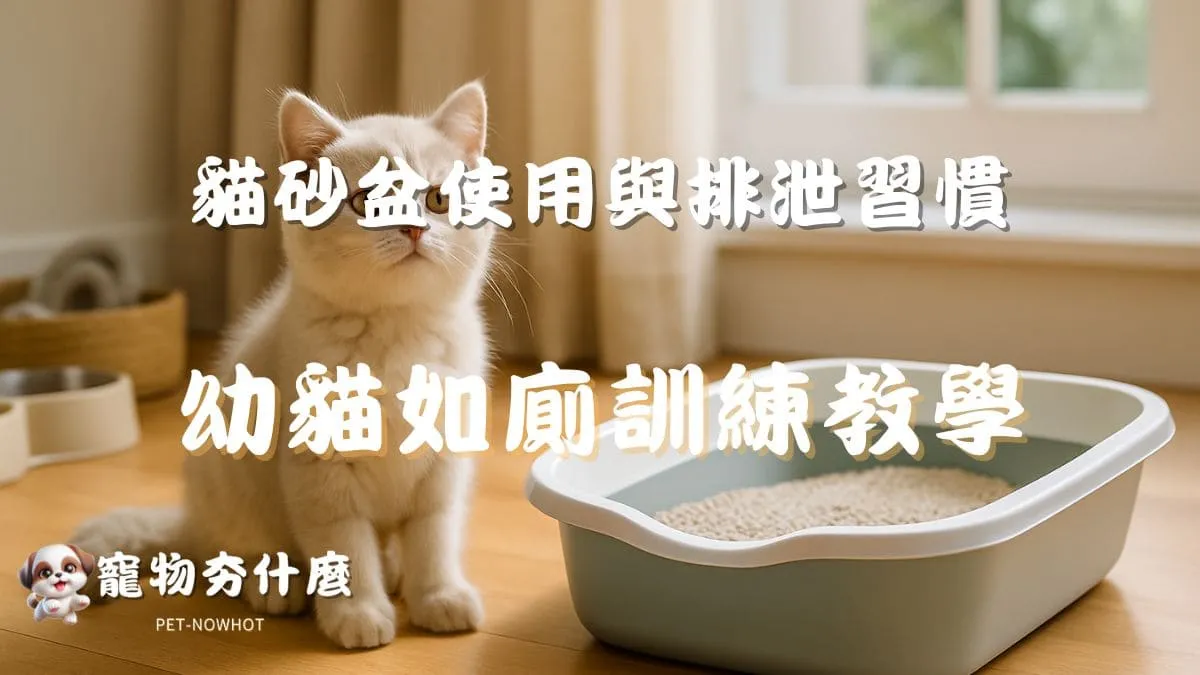 幼貓如廁訓練教學
