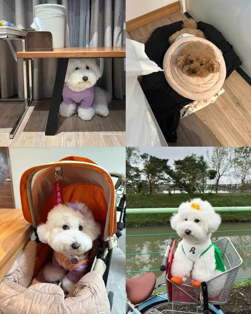 宜蘭日光綠築寵物友善