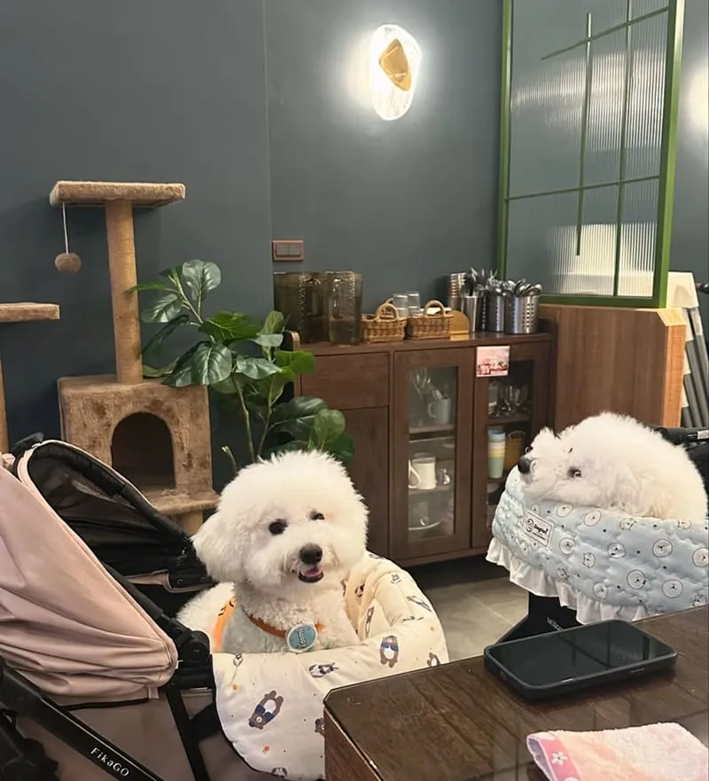 霧夜 Nafu Cafe