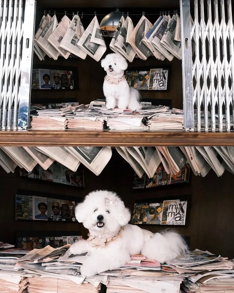newsstand模範社區