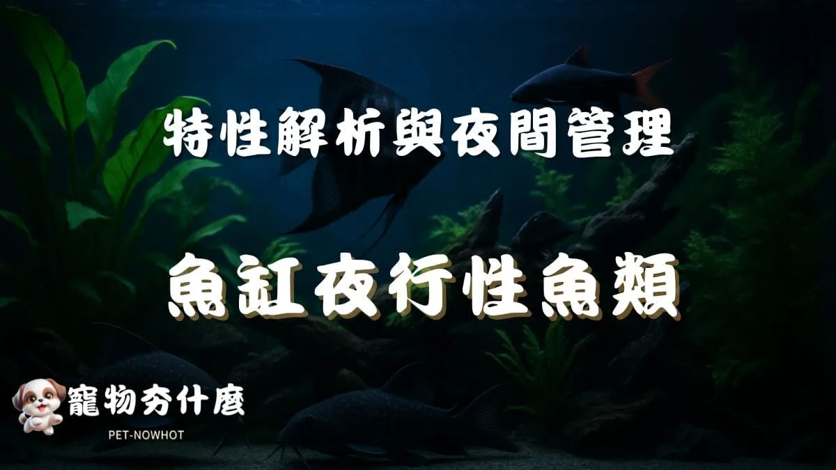 魚缸夜行性魚類介紹