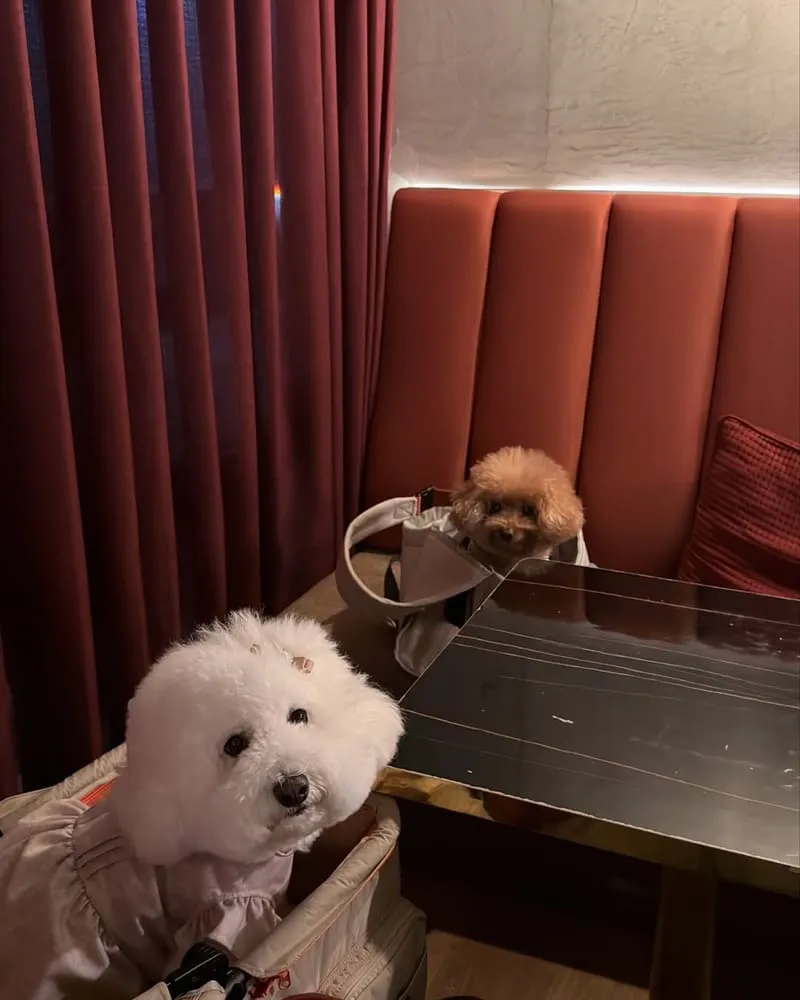 Old Vibe Bistro & Bar 老舊氛圍餐酒館