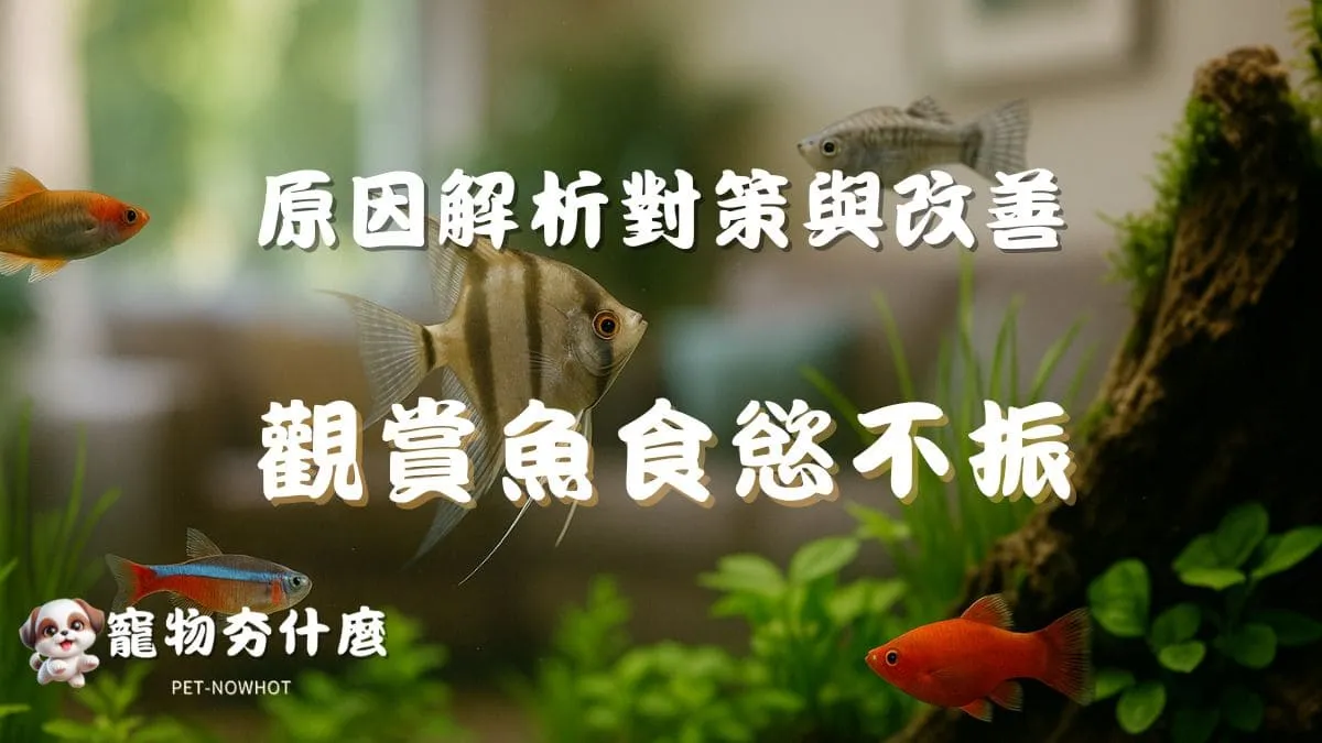 觀賞魚食慾不振原因解析