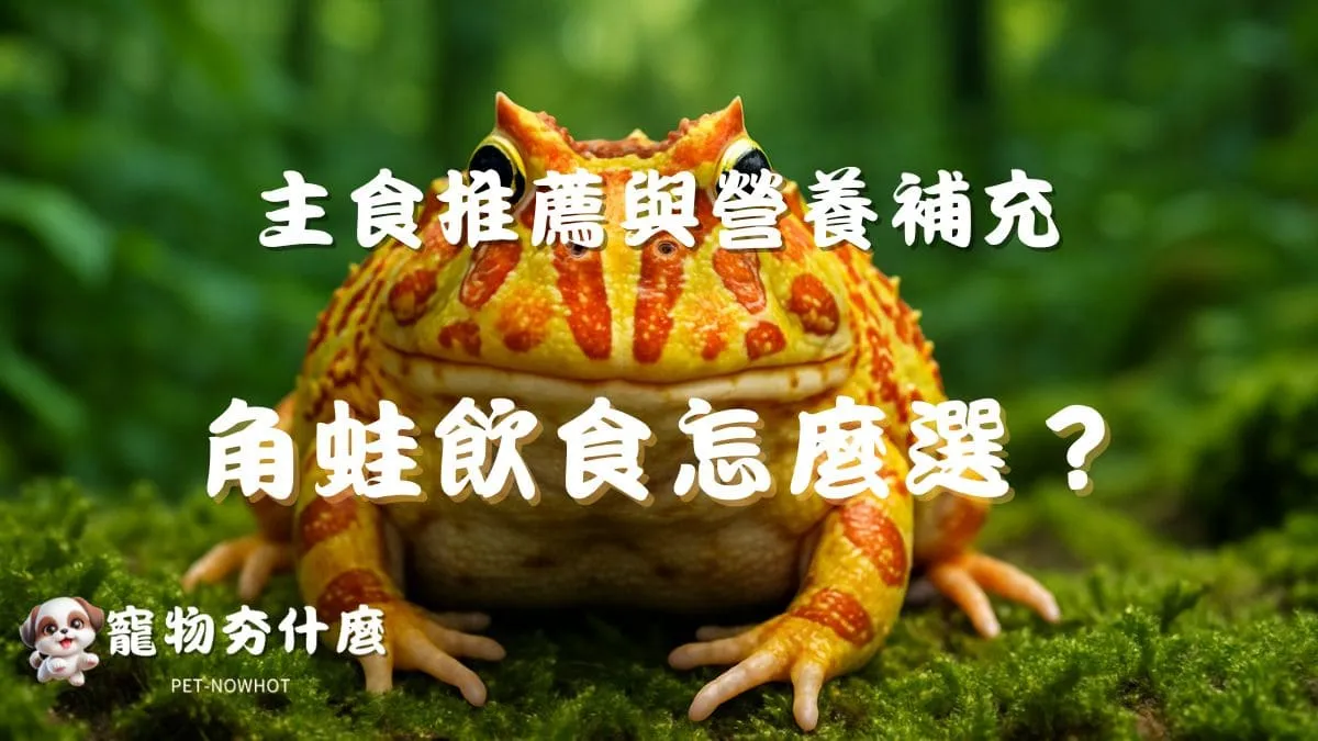 角蛙飲食怎麼選？