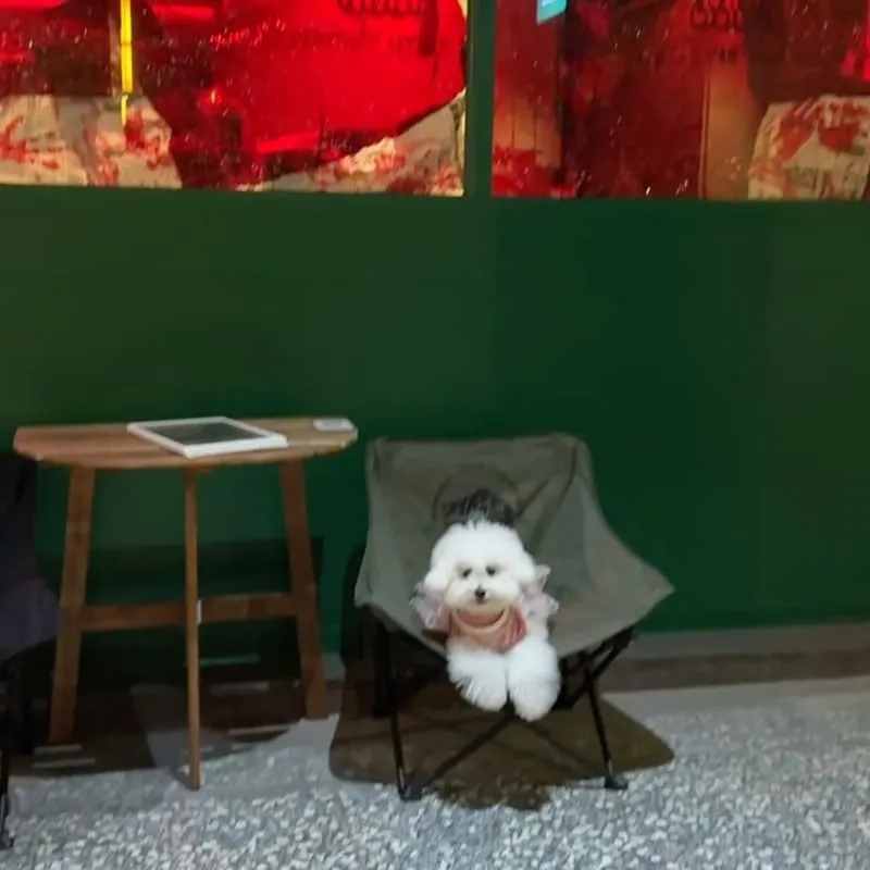點滴二三室｜板橋寵物友善咖啡館