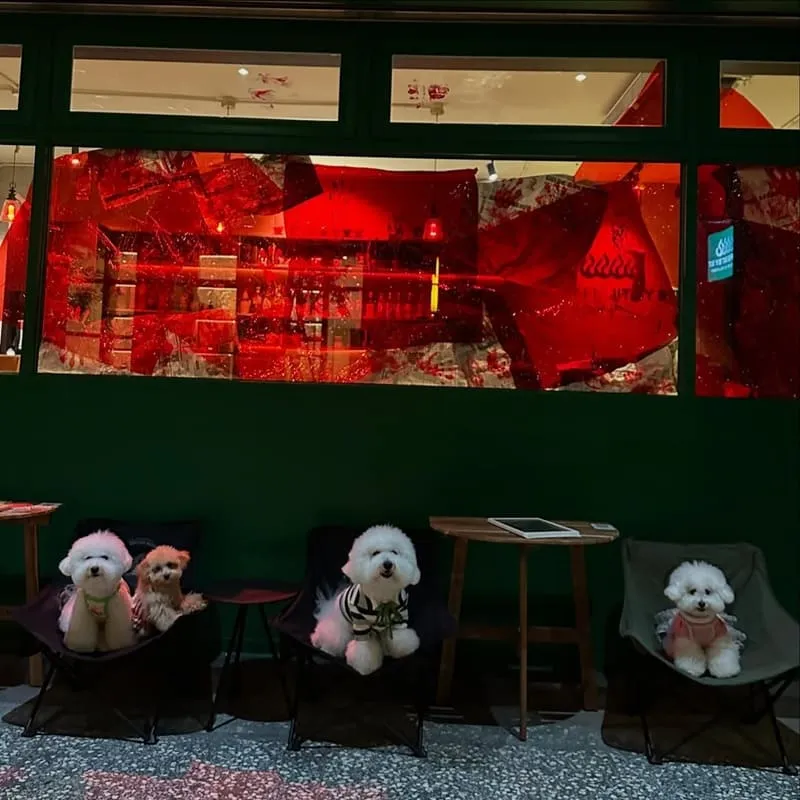 點滴二三室｜板橋寵物友善咖啡館