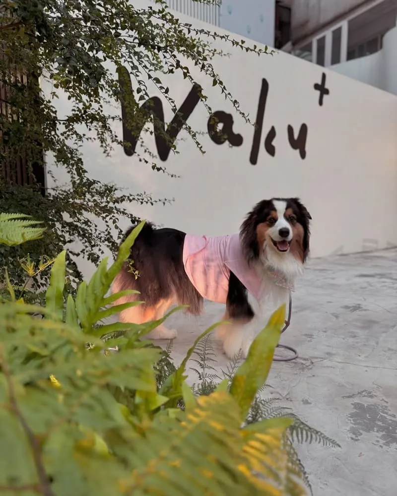 Waku⁺ burger pasta cafe|台北寵物友善漢堡義大利麵餐廳! 1 Waku⁺ burger pasta cafe