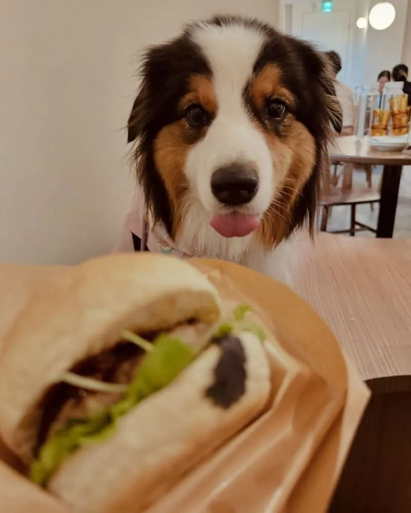 Waku⁺ burger pasta cafe