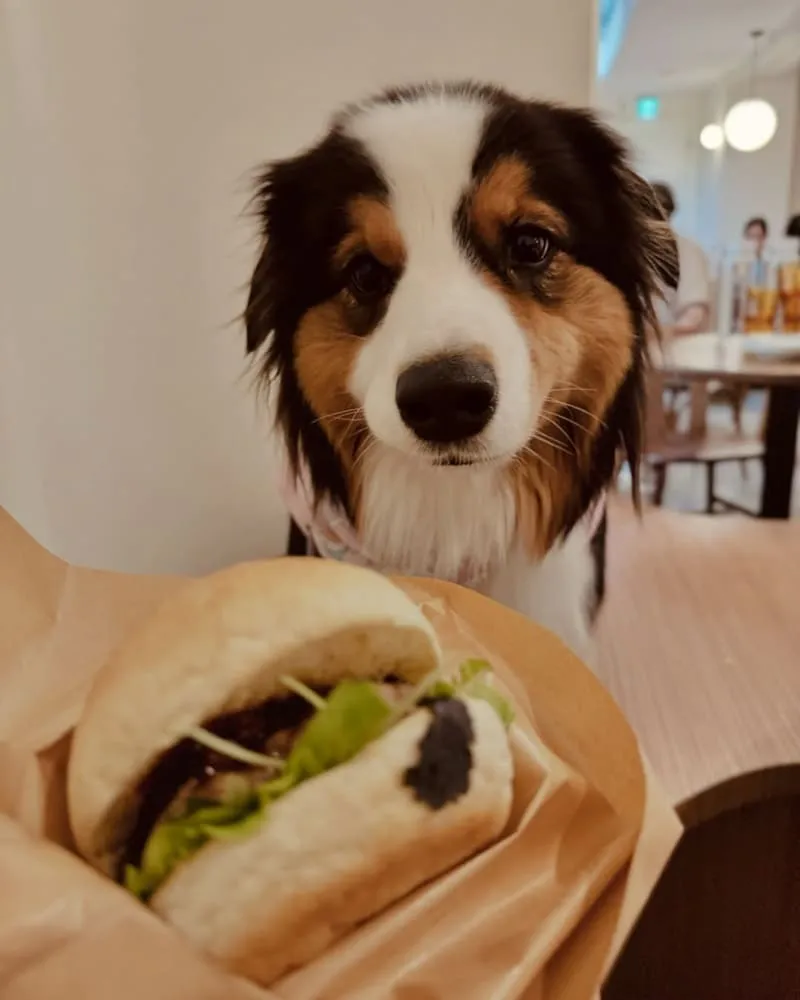 Waku⁺ burger pasta cafe