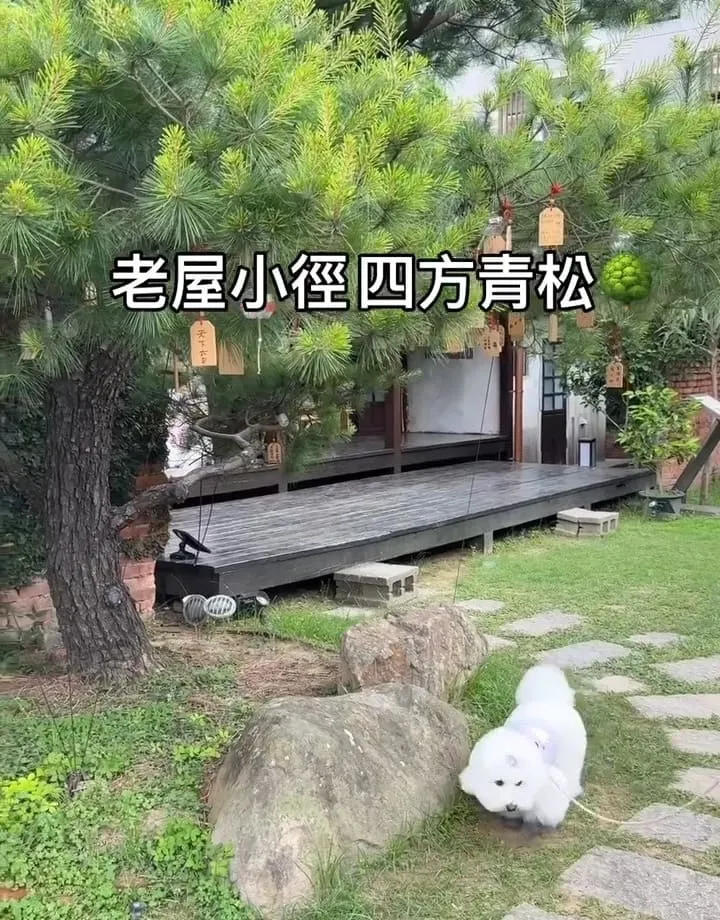 四方青松茶屋|新竹日式美學與寵物友善小茶屋體驗推薦! 1 四方青松茶屋