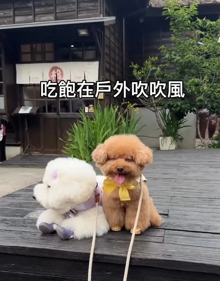 四方青松茶屋