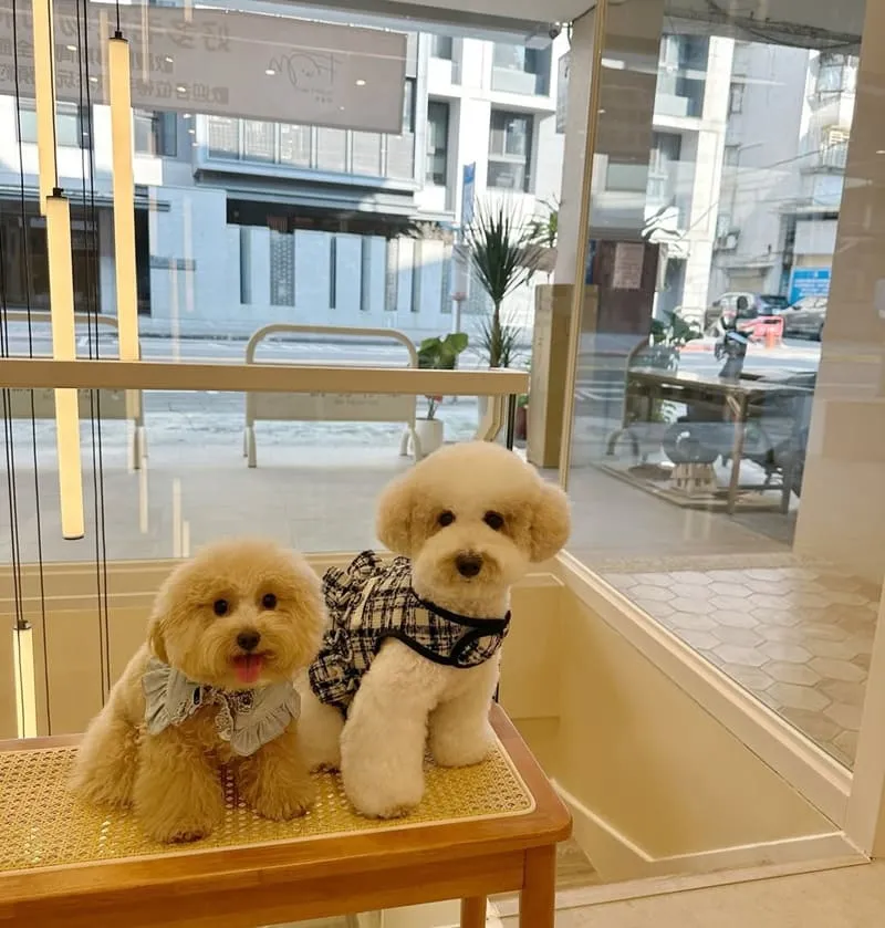 好多毛寵物 Fluffy Mate