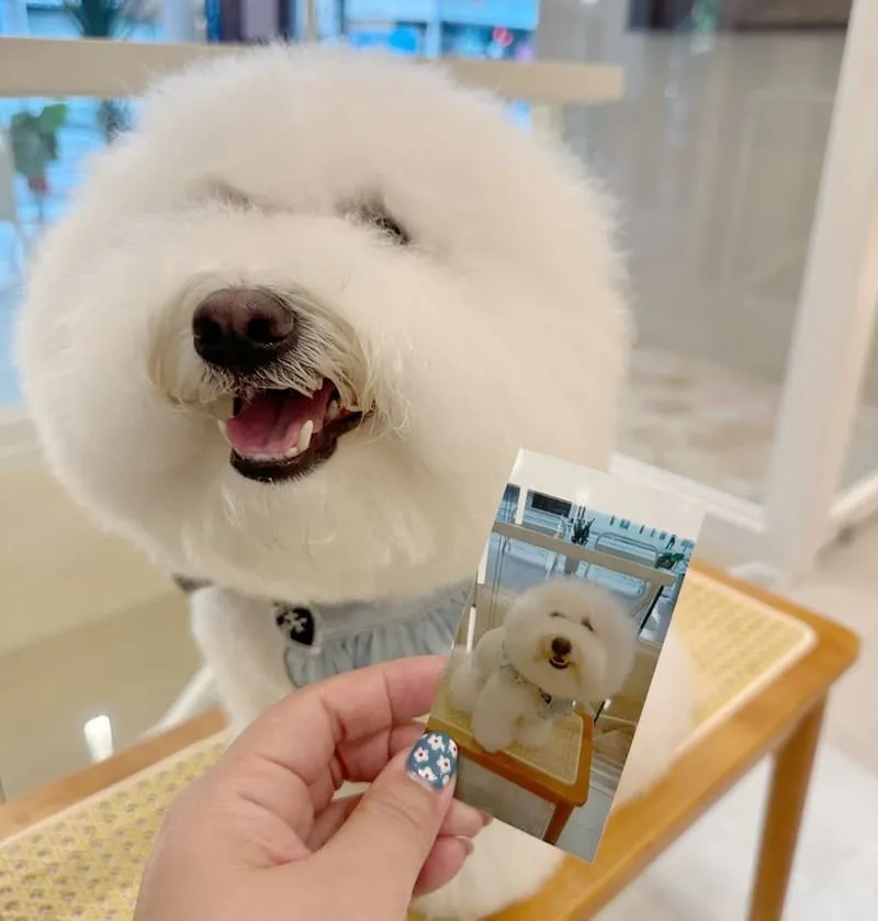 好多毛寵物 Fluffy Mate
