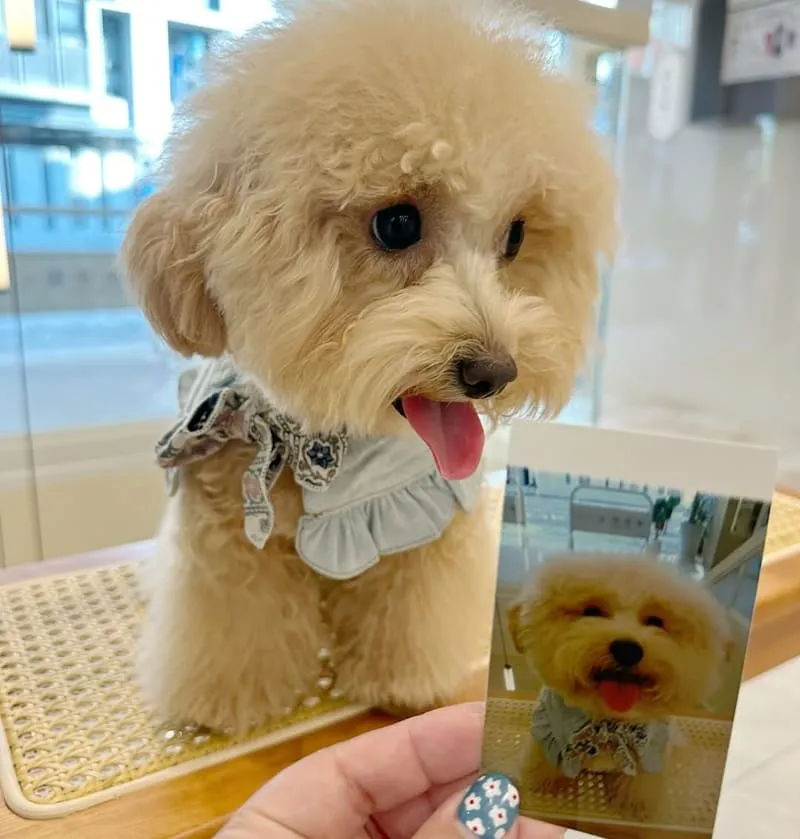 好多毛寵物 Fluffy Mate