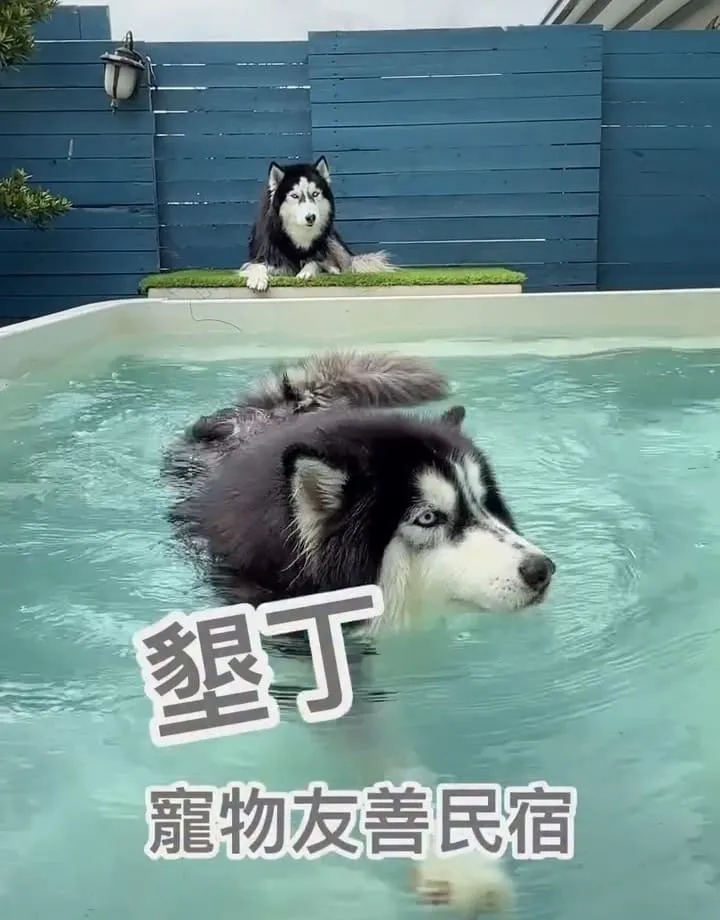 獒游邊境寵物Villa