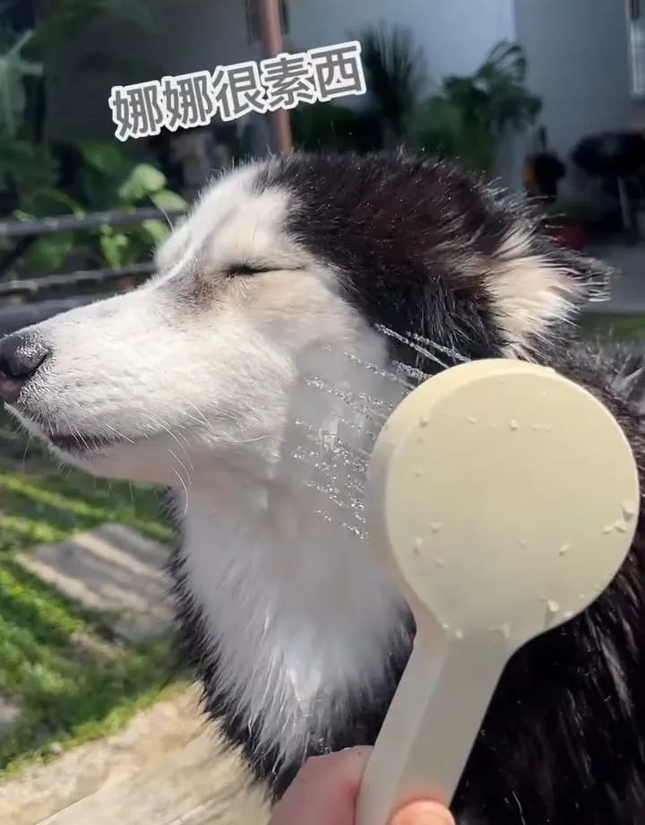 獒游邊境寵物Villa