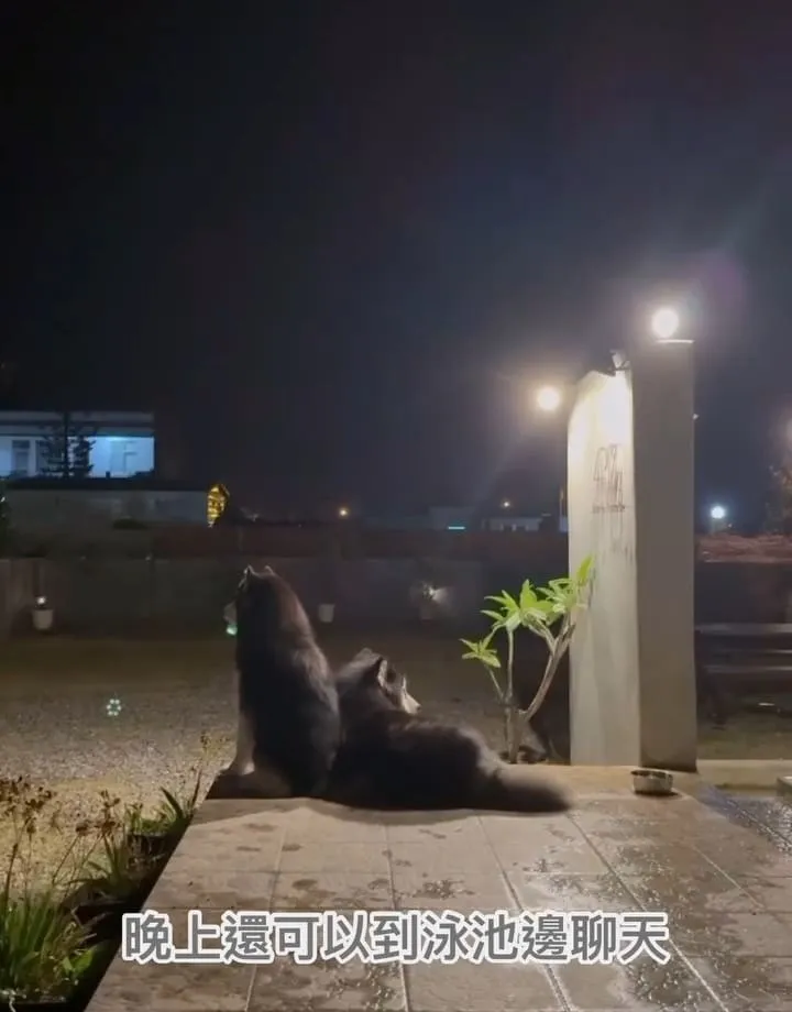獒游邊境寵物Villa