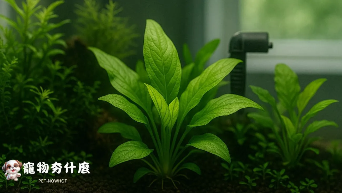 魚缸中水草生長旺盛特寫