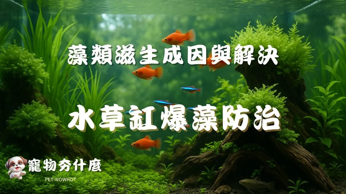 水草缸爆藻防治攻略