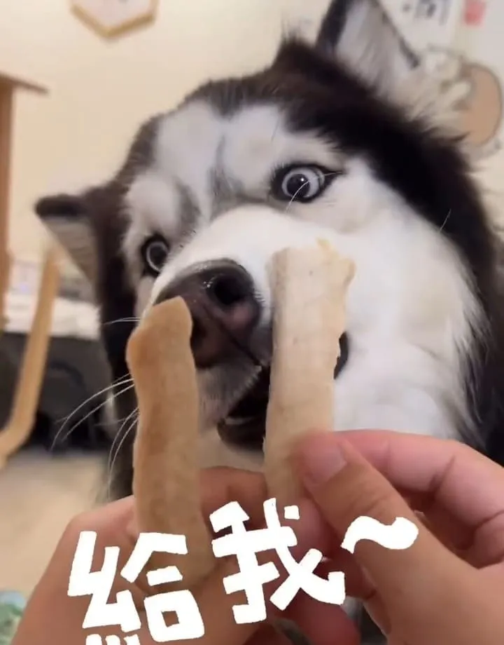 撥撥凍乾「虱目魚柳」評測
