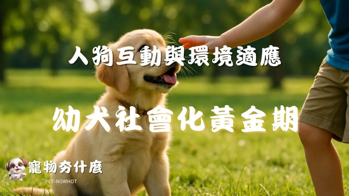 幼犬社會化黃金期