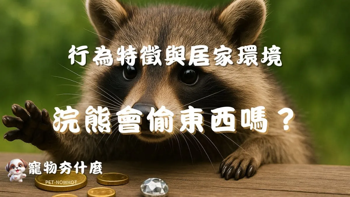 浣熊會偷東西嗎？
