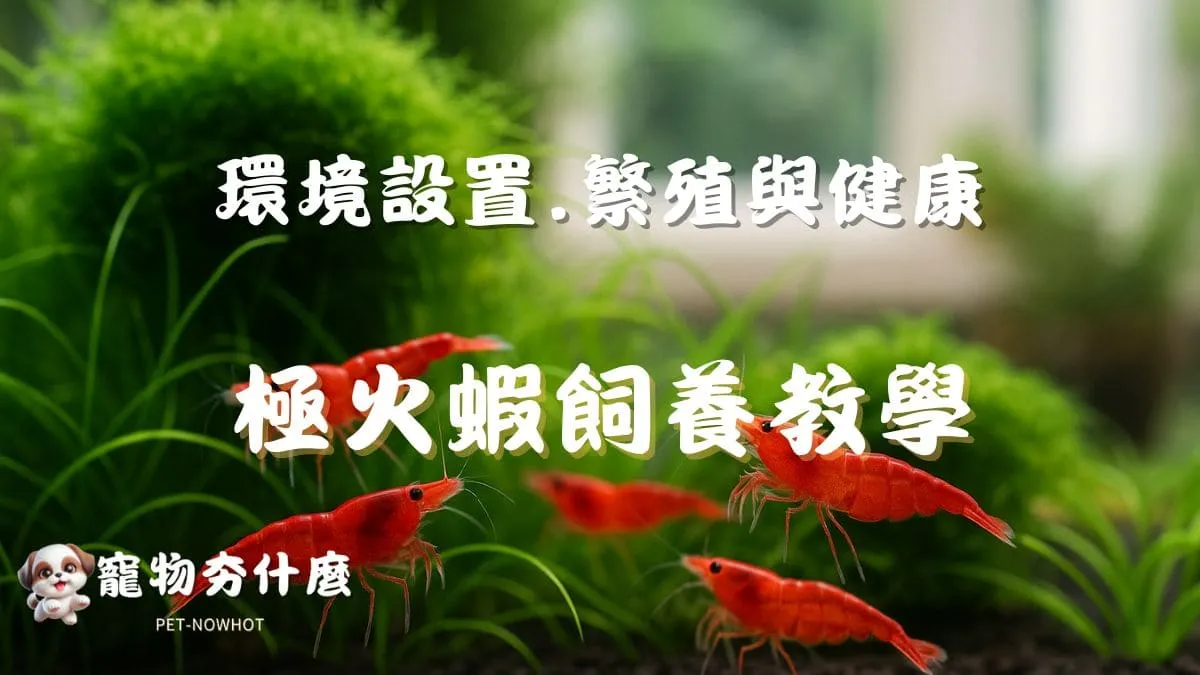 極火蝦飼養教學