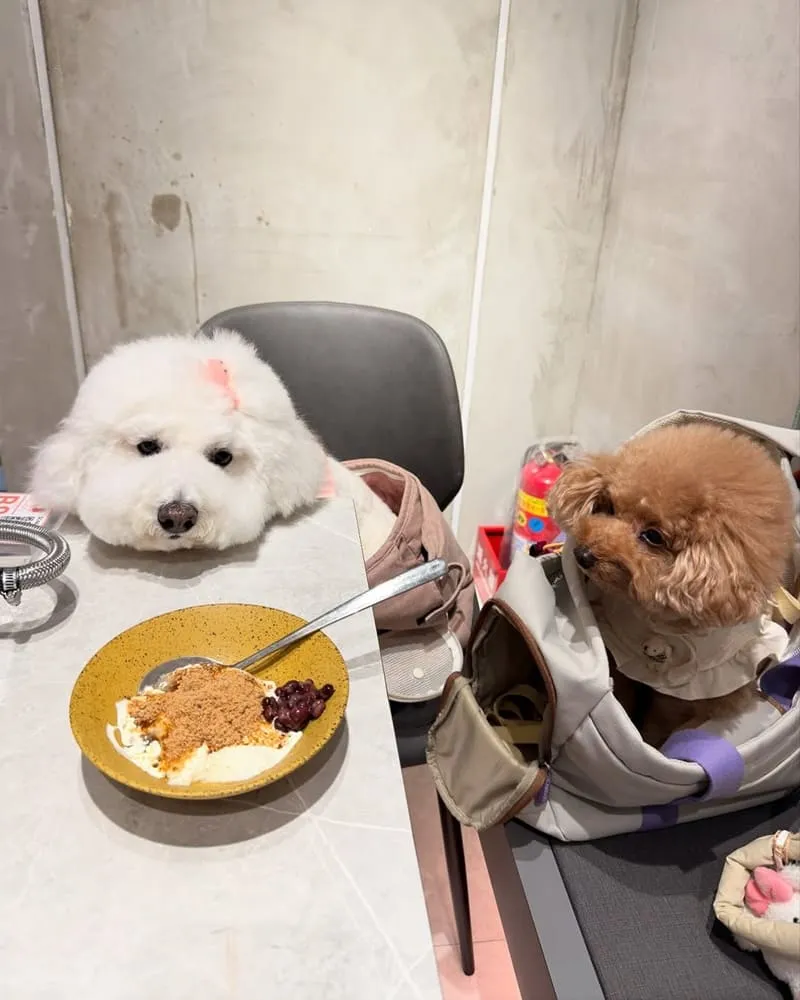 肉民聚集所單人燒肉