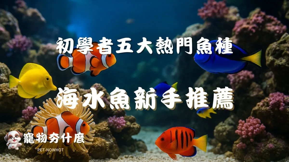 養海水魚新手推薦