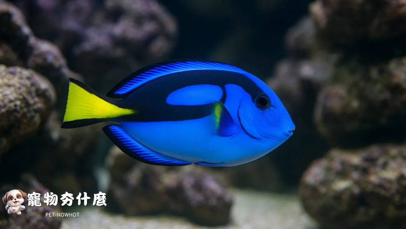 藍吊悠遊海水缸側拍照