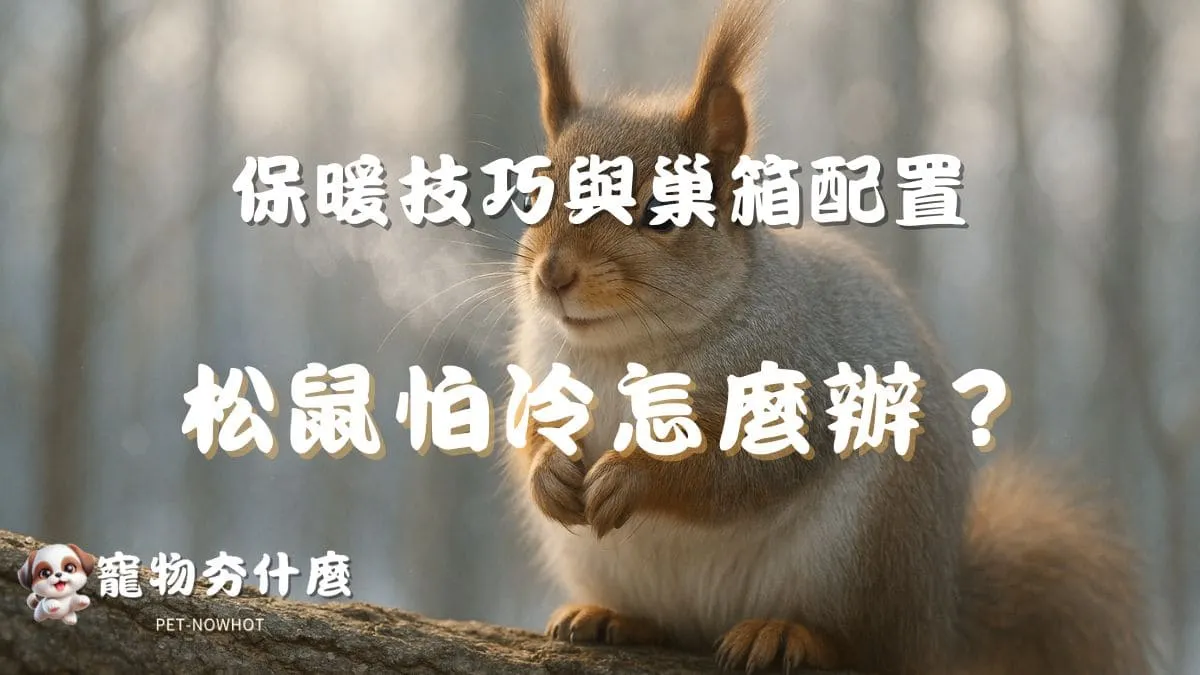 松鼠怕冷怎麼辦？